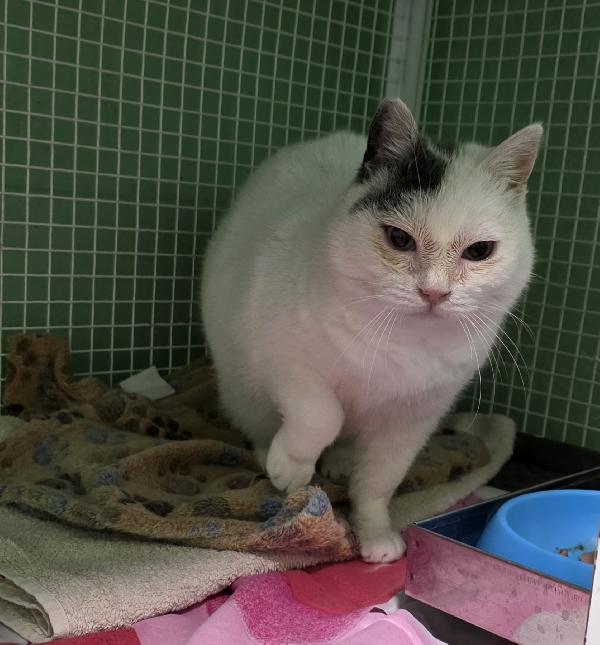 CELESTINA DOLCE GATTINA Foto 4